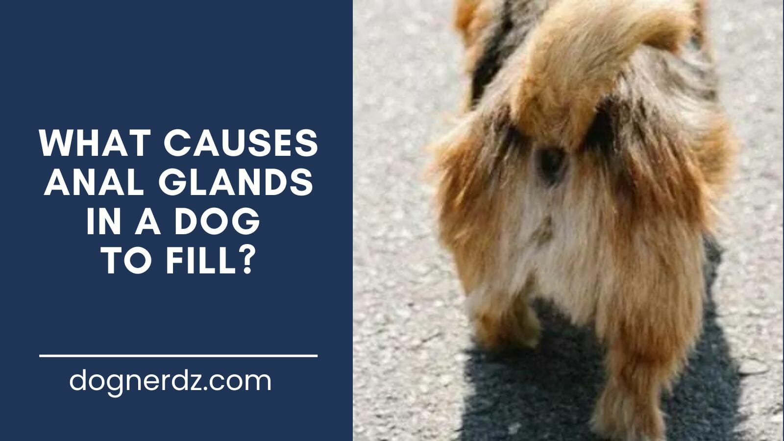 guide on what causes anal glands in a dog to fill