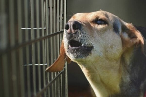 why you should never punish your dog for barking in the cage