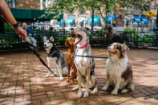 four walking dogs using collars