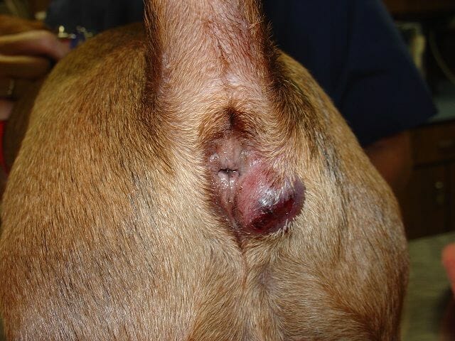 dog with anal sac disease