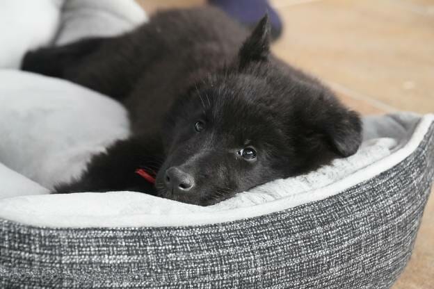 black dog on a dog bed