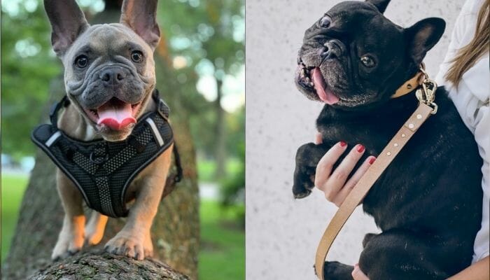 dog with harness and dog with a collar
