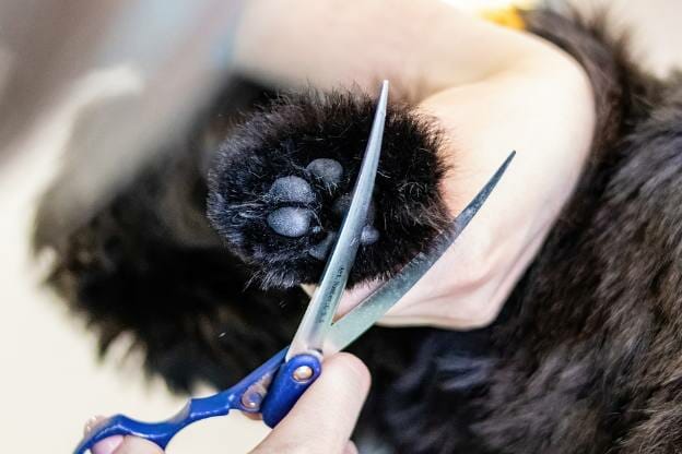 dog groomer clipping dog's nail and hair