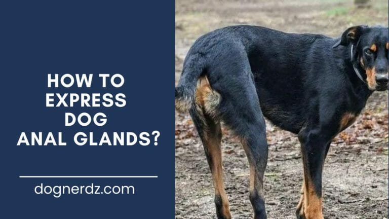 guide on how to express dog anal glands
