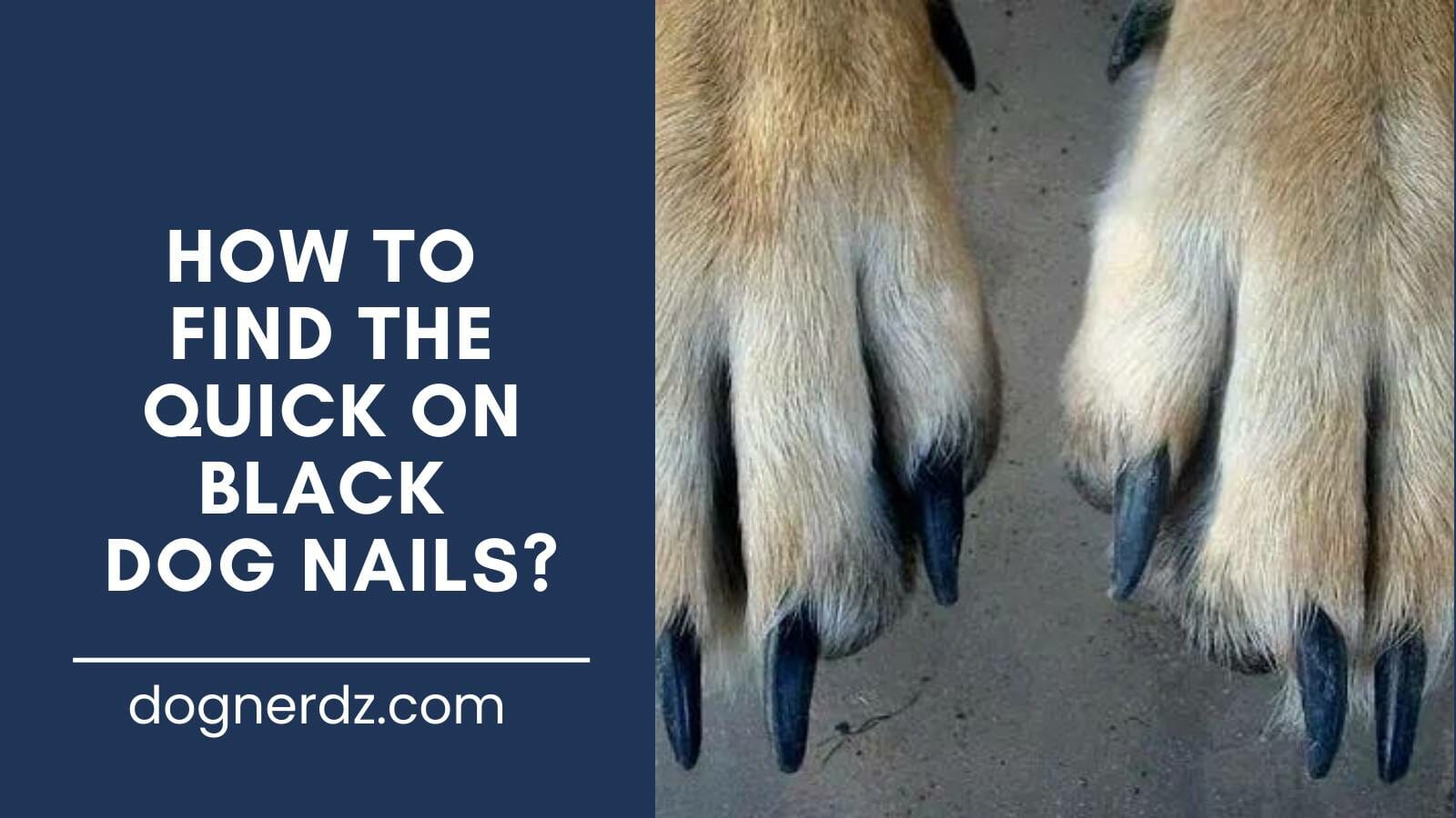 guide on how to find the quick on black dog nails