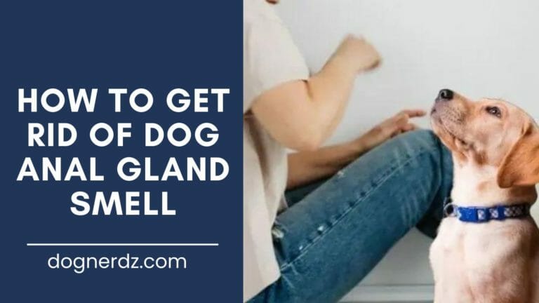 guide on how to get rid of dog anal gland smell