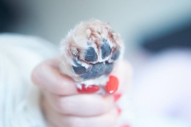clean and maintained dog's nail