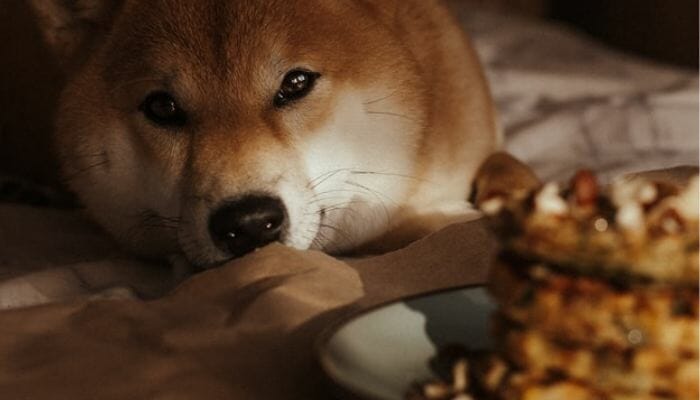dog staring at a dog food on a bowl
