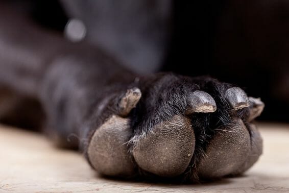 How To See The Quick On Black Dog Nails?