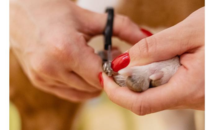 trimming a dog's nail