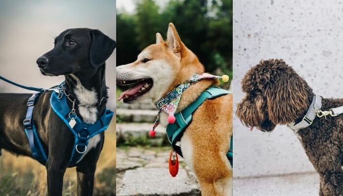 is it better to walk your dog with a harness or collar?