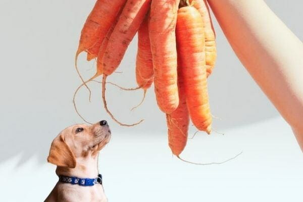 carrots are natural remedies for anal gland troubles