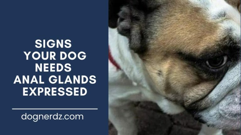 guide on signs your dog needs anal glands expressed