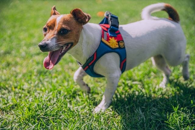 tips for introducing your pet to a new harness