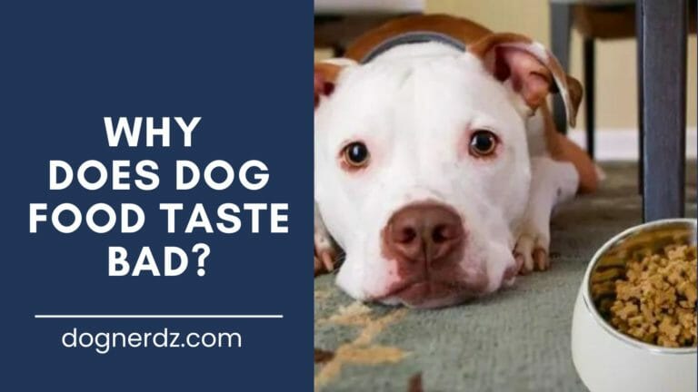 Why Does Dog Food Taste Bad?