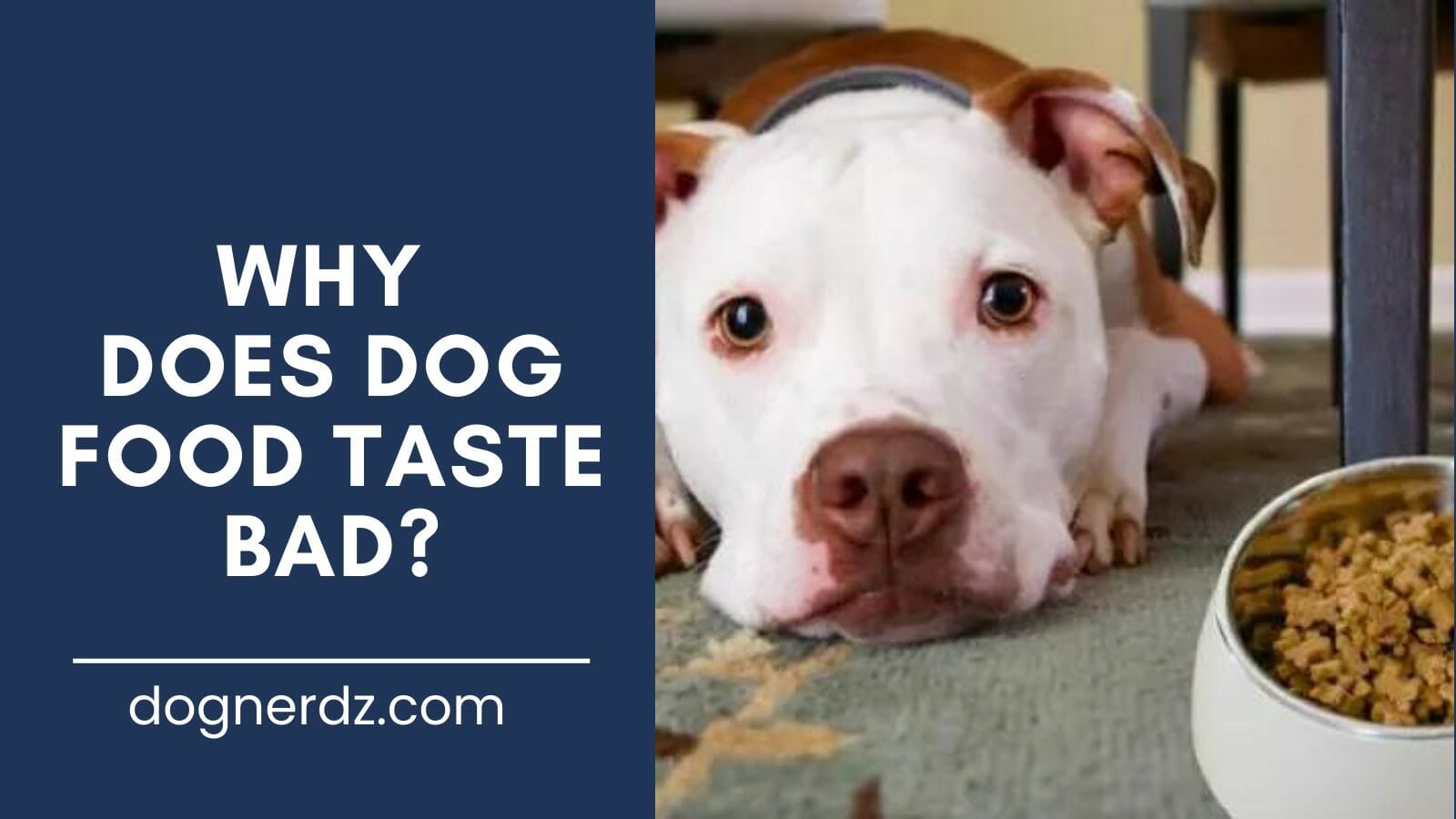 guide on why does dog food taste bad