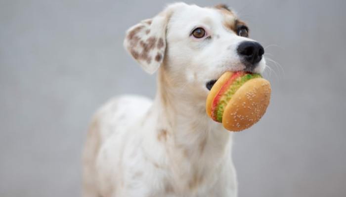 dog eating a fake burger