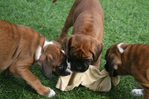purebred boxer dogs