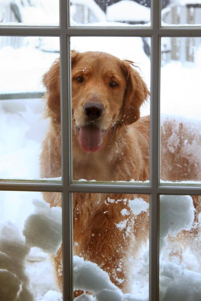 dog outdoors during snow