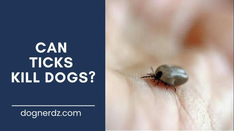 Can Ticks Kill Dogs?
