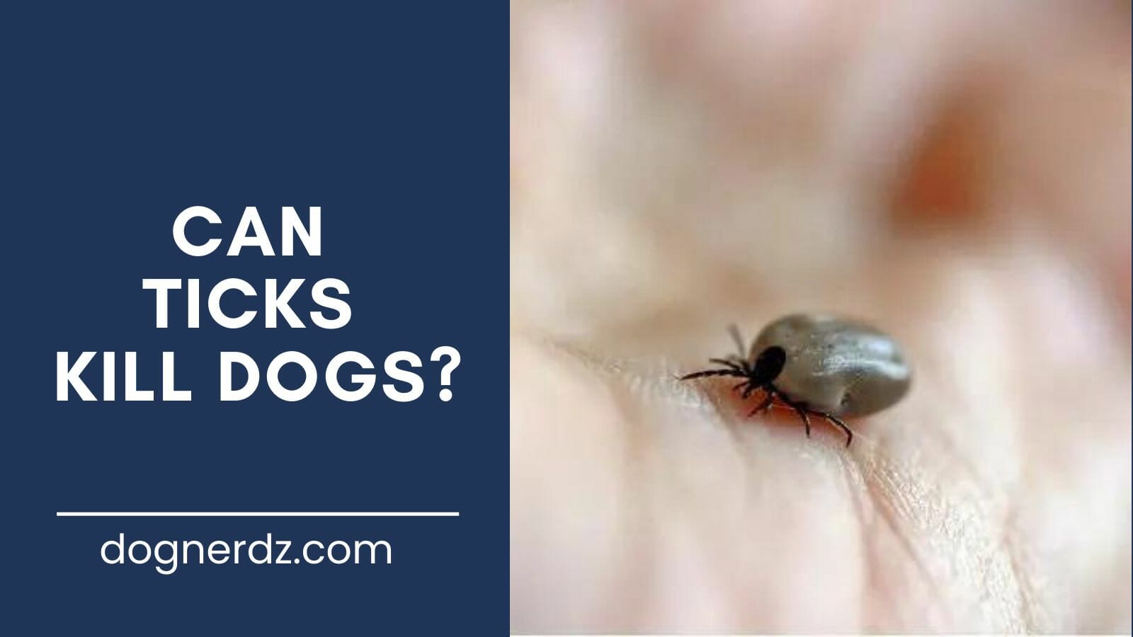 guide on can ticks kill dogs