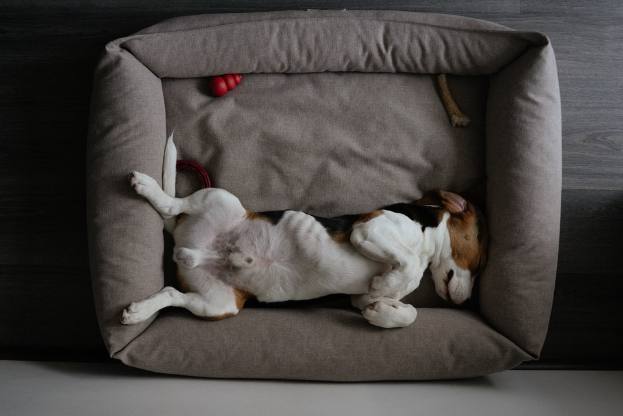 dog stretched in a dog bed