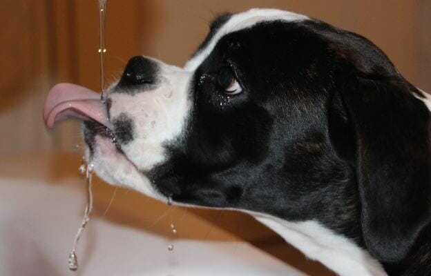 boxer dog drinking tap water