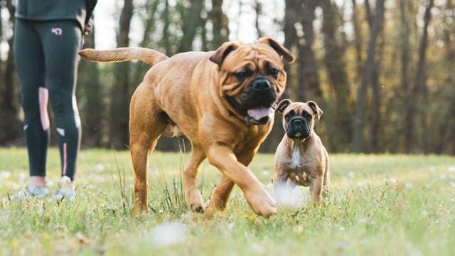 boxer dog playing with other dogs as an exercise