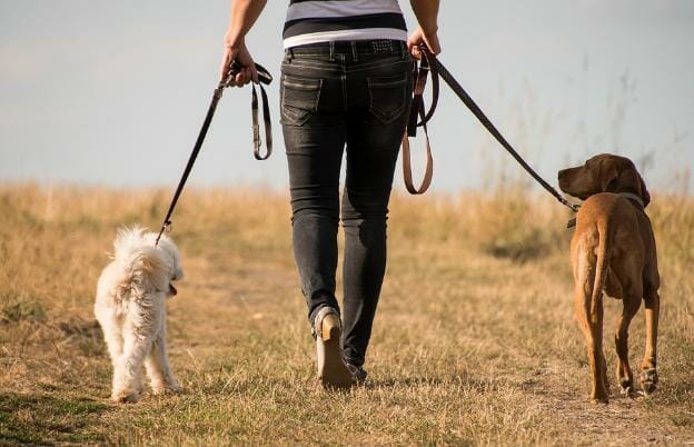 owner taking dogs out for a walk