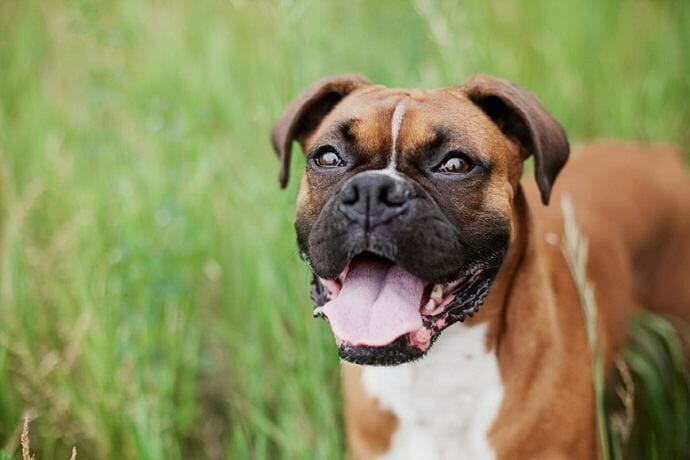 healthy-looking boxer dog