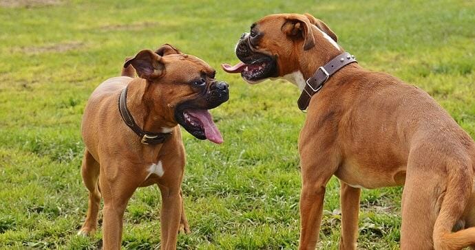 2 brown middle-aged boxers