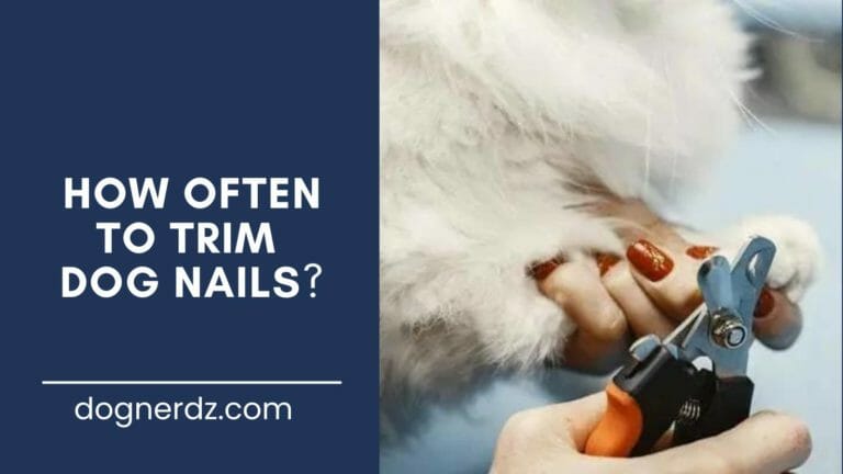 guide on how often to trim dog nails