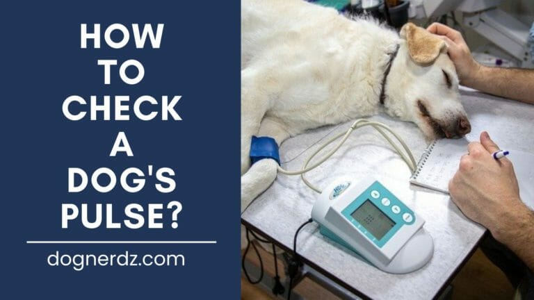 how to check a dog's pulse?