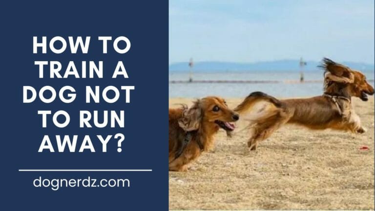 How to Train a Dog Not to Run Away?