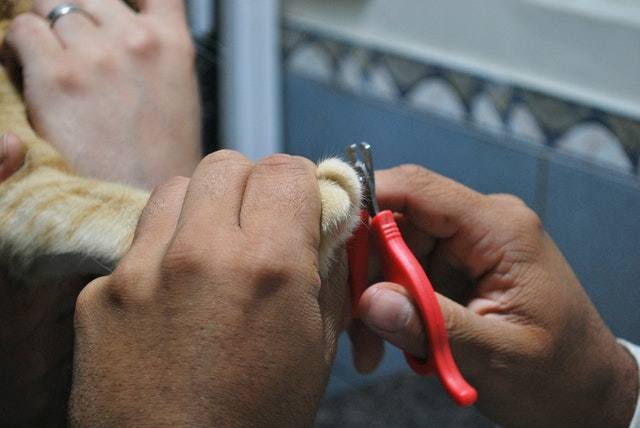 scissor dog nail clippers