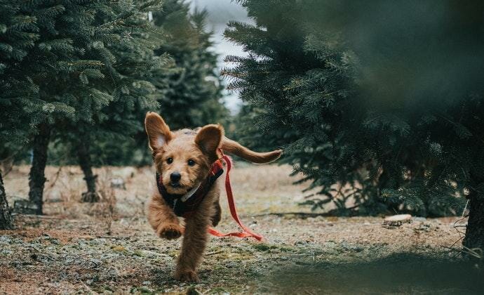 running dog with a training collar as a tracking device
