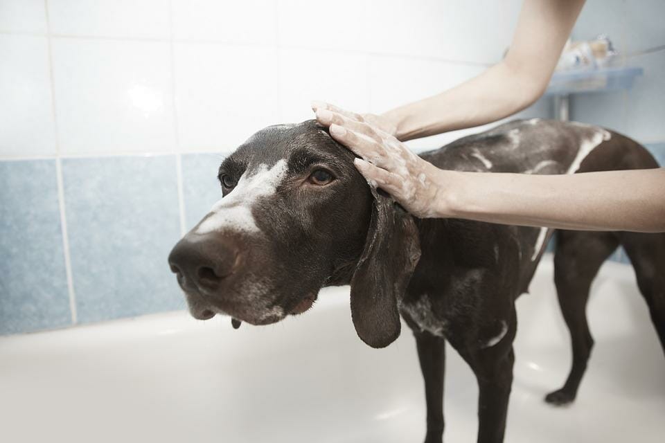 tick shampoo while dog bath to prevent ticks