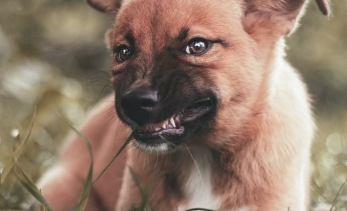 angry puppy's sharp teeth showing