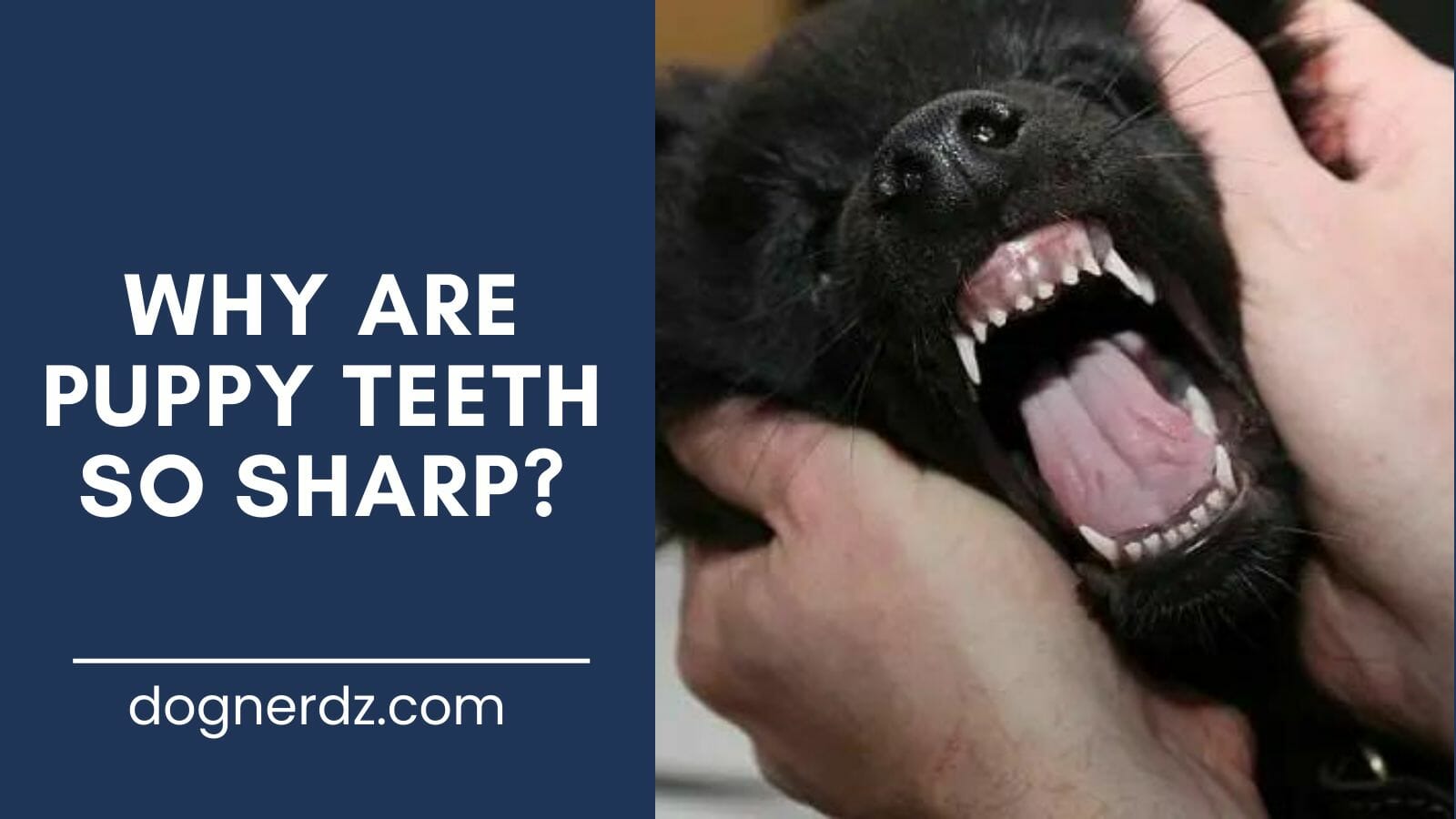 guide on why are puppy teeth so sharp