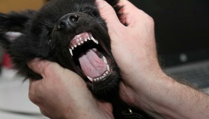 sharp puppy teeth