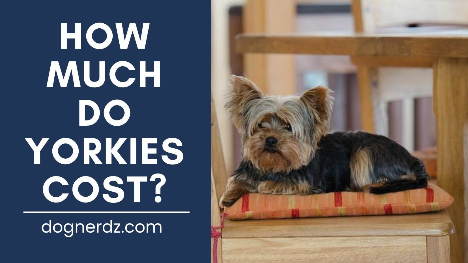 A Guide to Dog Breeds: How Much Do Yorkies Cost?