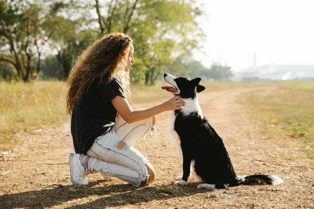 border collie and a trainer