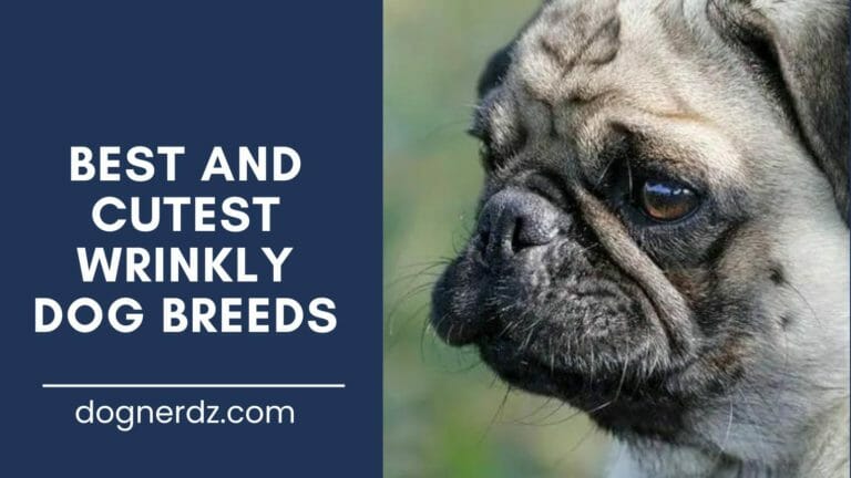 10 Best and Cutest Wrinkly Dog Breeds in 2023