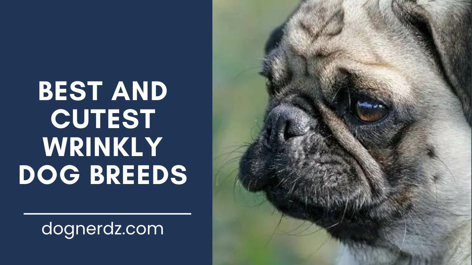 review of the best and cutest wrinkly dog breeds