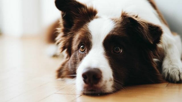 border collie with a common health issue