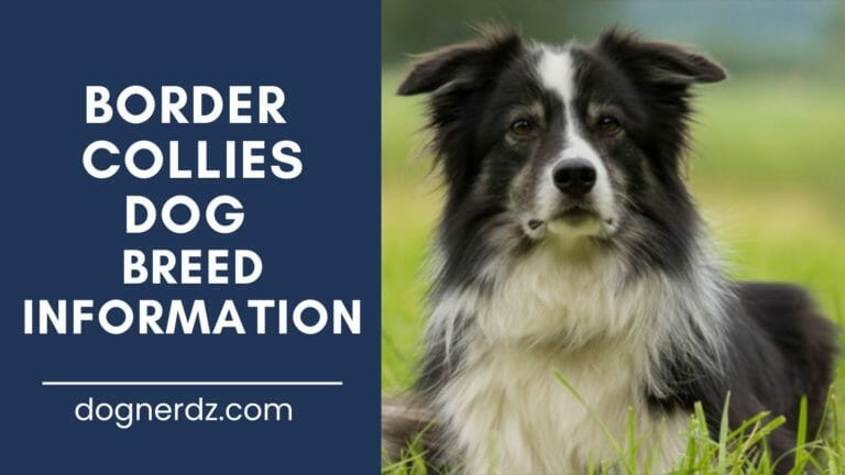 Border Collies: What You Need to Know About The Athletic Dog