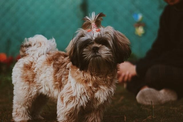 Shih Tzu Is Other Similar Breed For Yorkie