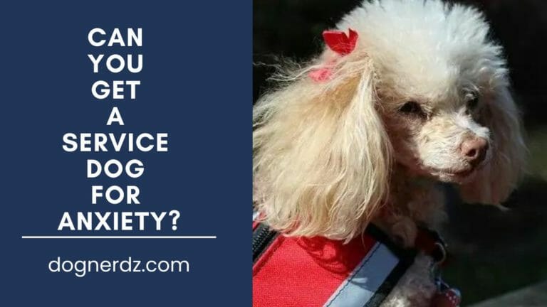 Can You Get a Service Dog for Anxiety?