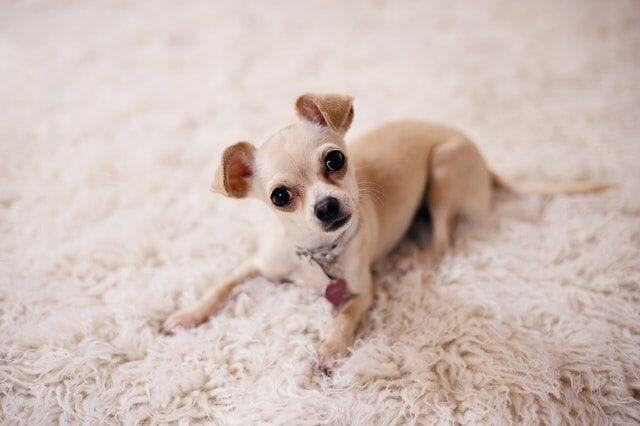 shaking chihuahua with neurological disorder