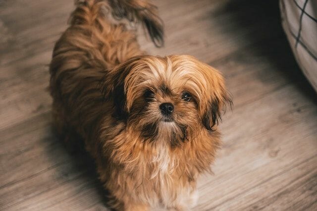 a different type of shih tzu